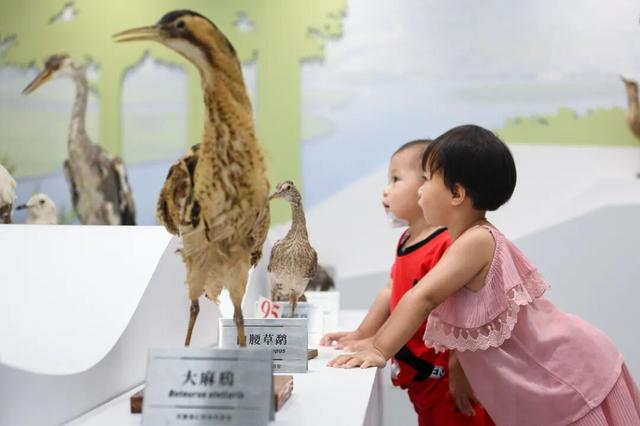暖冬“追鸟”去！在海口美兰，邂逅灵动之美~