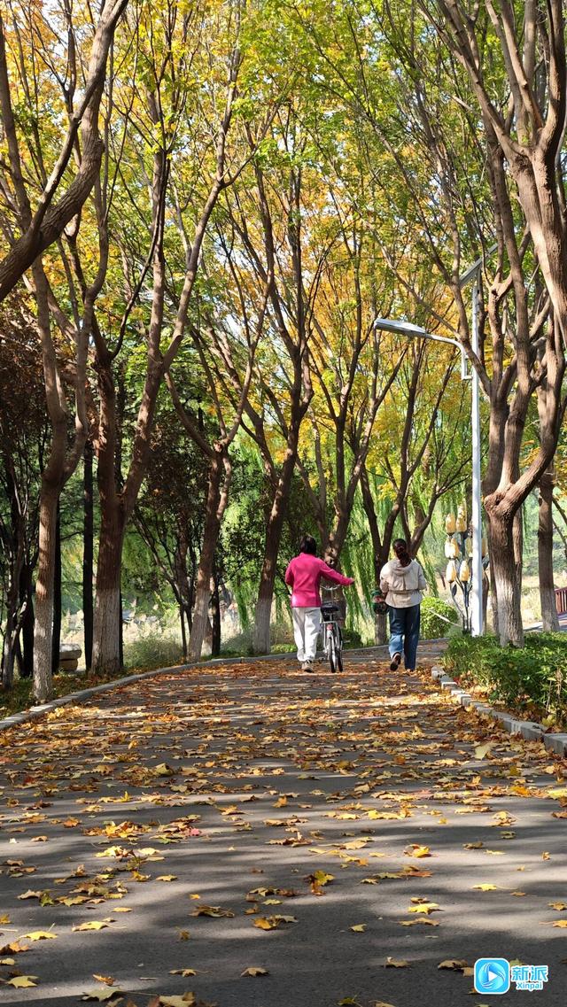 朱檐染秋色 杏叶藏秋意~潍坊虞河边拍照超出片