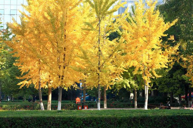 郑州银杏进入最佳观赏期！这10处地铁可直达