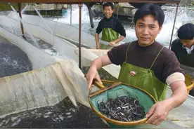 农业农村部进一步强化鳗苗生产管理图片