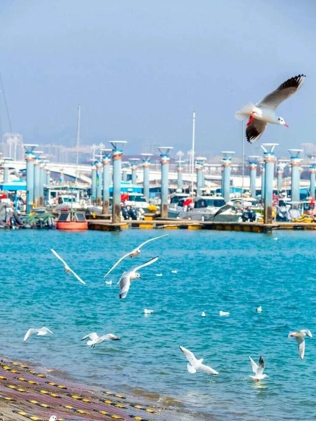 治愈天花板！快来“鸥”遇冬日山东