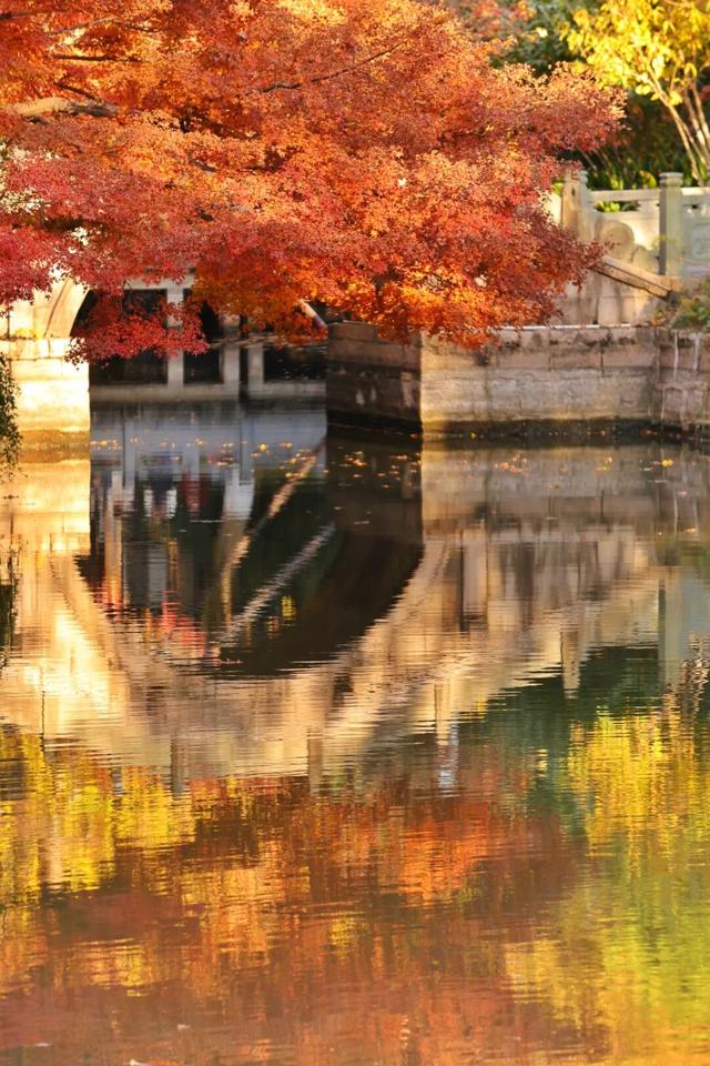 红的黄的绿的！天气这么好，来这些地方看看闵行的秋天吧~