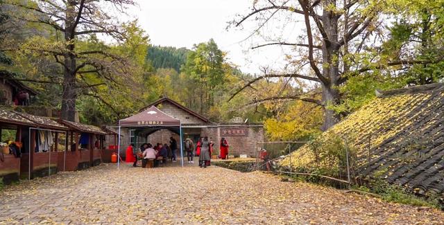 山村尽带黄金甲 古树银杏醉妥乐