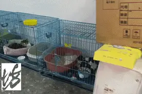 “我有产权，别人管不着！”上海一女子竟在车库养了10只猫，邻居苦不堪言图片