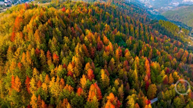 忠县彩林，解锁色彩斑斓的冬日美景！