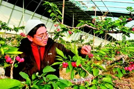 不负春光 “樱”你而来——秦州反季大樱桃春节前上市图片