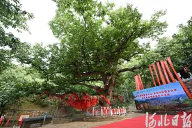 前南峪的“板栗王”图片