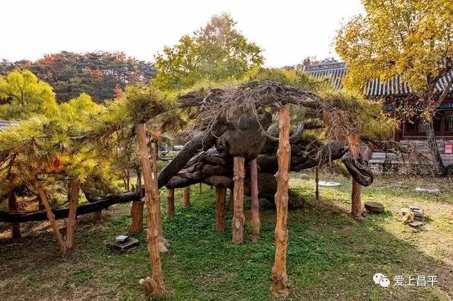 人少景美！北京这些古刹红叶正在最佳观赏期！