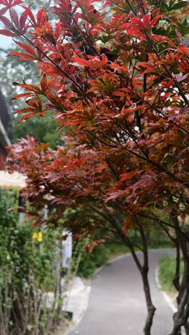 秋日清晨的北京，色彩饱和度拉满！