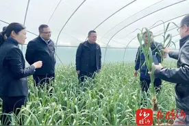 一镇一业成大业丨兰陵县长城镇：大棚里长出了致富蒜图片