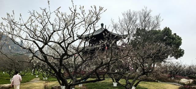 超山梅花开啦！夜游灯会、沉浸剧本游解锁赏梅新体验