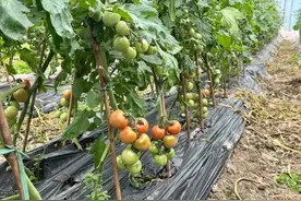 一口爆汁！松江地产小番茄抢“鲜”上市图片