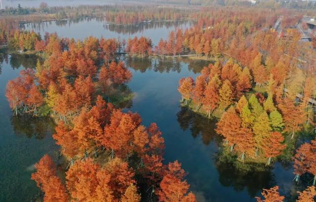 别再等了！淮南春申湖的秋日童话，现在去正好！