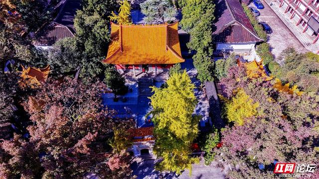 岁暖时刻丨这个季节的岳麓山，连风都是温柔的