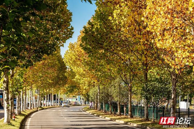 梧桐染晨光，一条路藏尽长沙的温柔