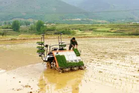 陕西汉中汉台区：无人插秧机“上岗” 春耕尽显科技范图片