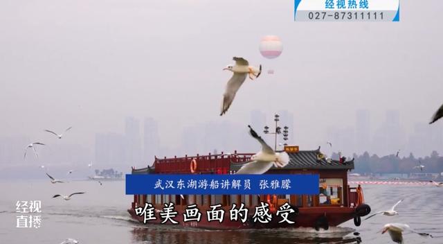 来自西伯利亚的“老朋友”回来了！武汉东湖观鸥季正式开启！