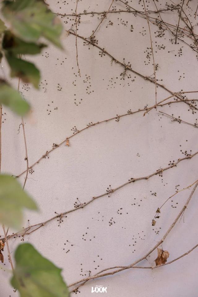 上海最美不过愚园路