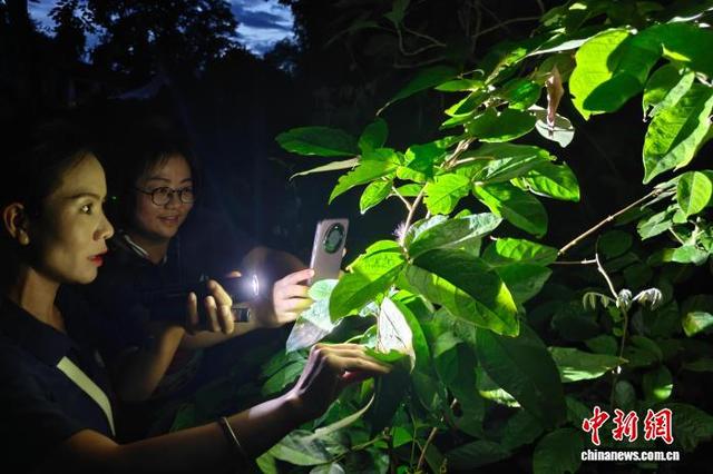 中国科学院西双版纳热带植物园探寻雨林奇妙夜