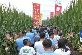 辽宁朝阳全力支持科企合作，为育种创新添动能——一粒好种　满田希望图片