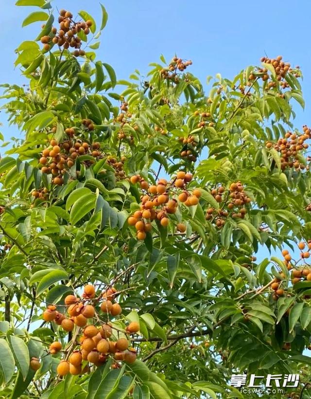 打卡大泽湖湿地公园，秋日自然疗愈正当时