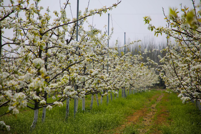 花开泉城 果香可期！济南发布春日特色林果赏花攻略