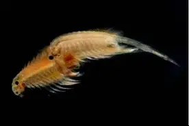 四亿年古老生物现身塔克拉玛干沙漠 盐水丰年虾有哪些重要作用？图片
