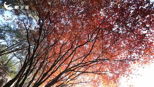 不必北上也能赏红叶？厦门这处打卡点火了！园方紧急提醒→