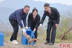 重庆动物园放归4只救护猛禽 均为国家二级保护动物图片