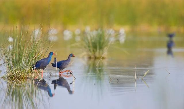 直播预告：四天联播西班牙国家公园系列之多尼亚纳