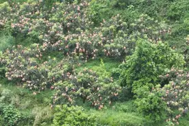 开阳：龙水枇杷“黄金果” 兴农富民产业火图片