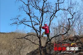 12个人工鸟巢“上岗”！泰山景区巴山管理区为鸟儿打造温馨小窝图片