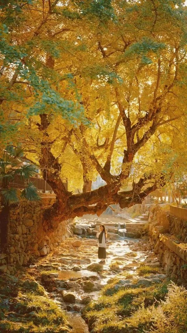 临安，一座被银杏腌入味的城市