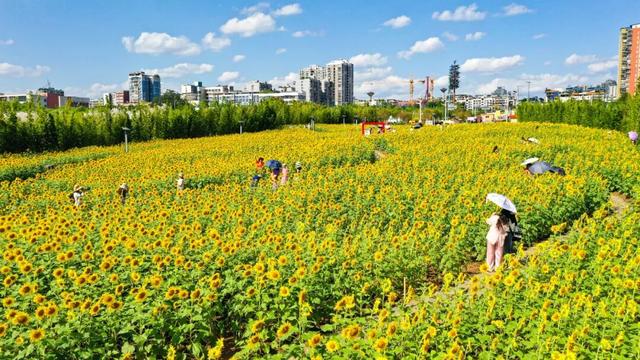 宜美家园 共同创造丨宜宾城区这片花海正在打造！预计呈现时间→