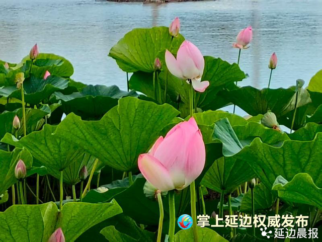 浪漫夏日，为“荷”到延边！赏荷地图来了~