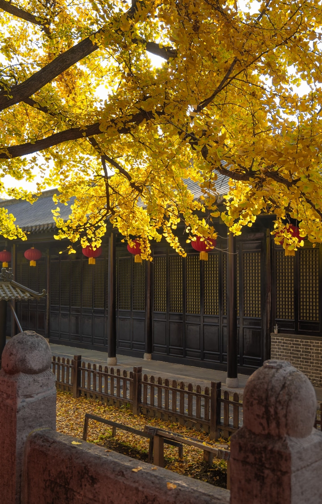 这6个淮南银杏绝美打卡地！码住刷爆朋友圈！