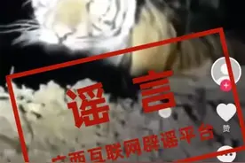 广西两地出现野生老虎？当地辟谣！图片