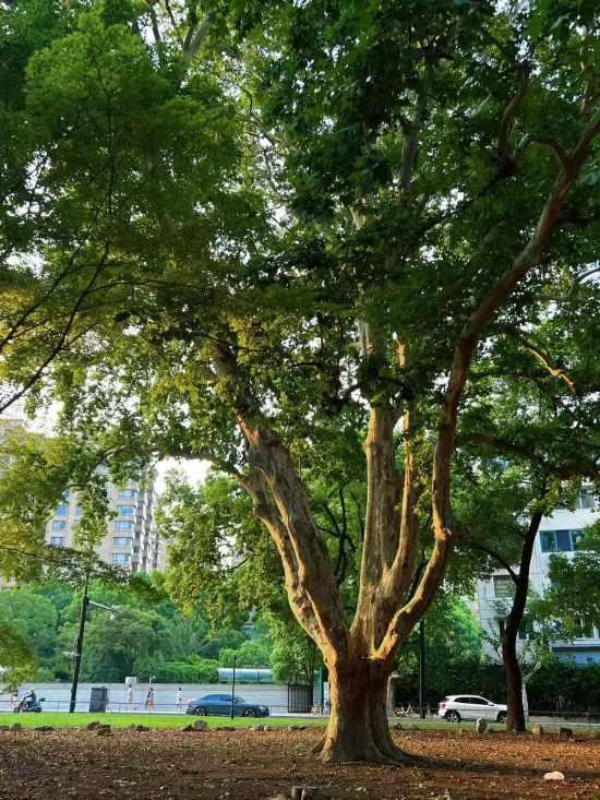长宁最美十字路口：由历史街区构建的沉浸剧场