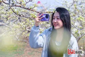 记者走基层｜百年梨树“发新芽”图片