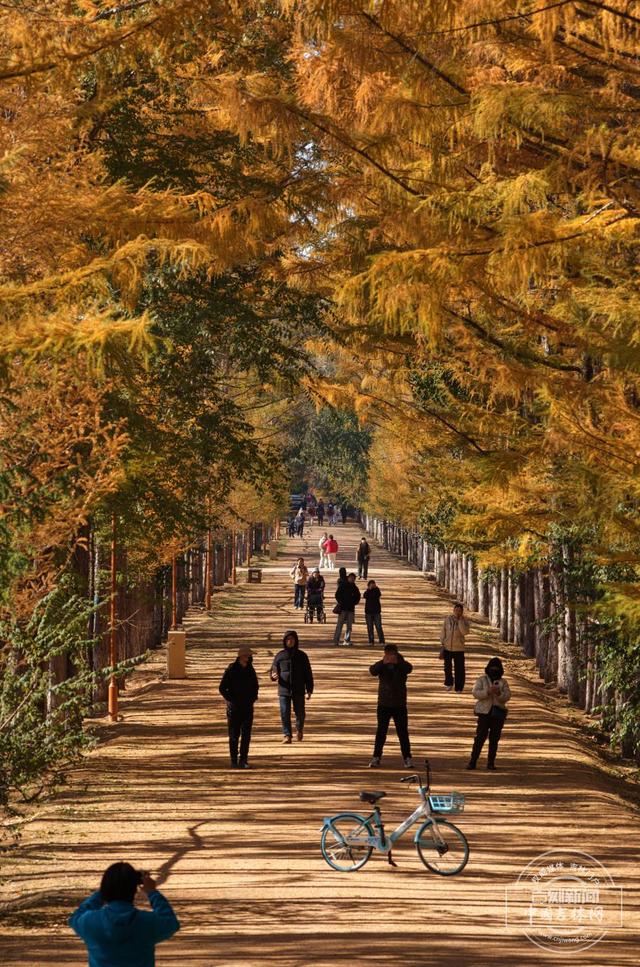 吉镜头丨赏秋必打卡——百木园“黄金大道”