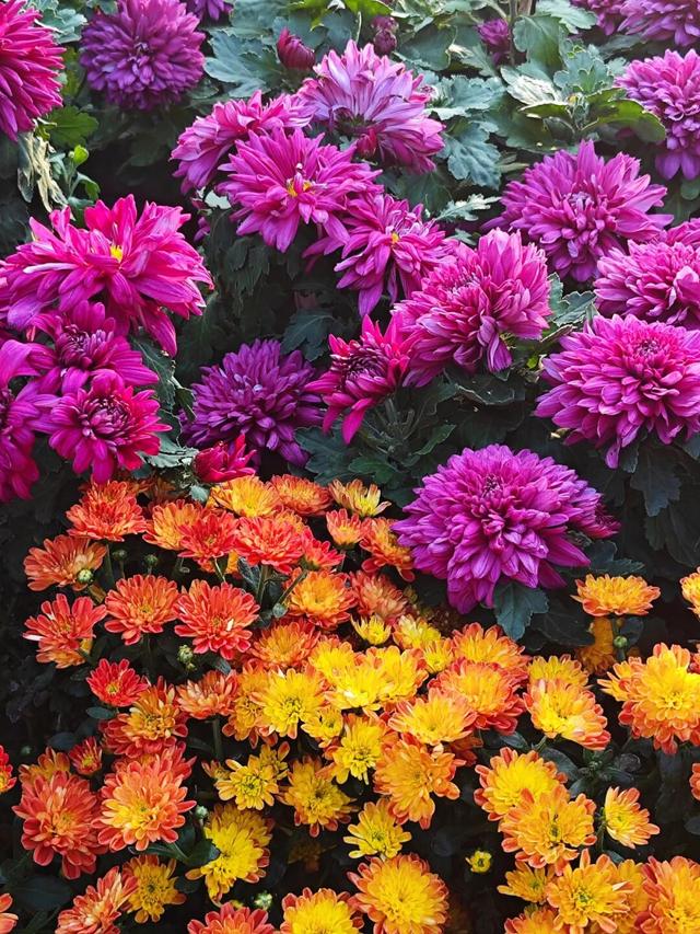 青岛赏秋去哪里？这几个地方别错过！