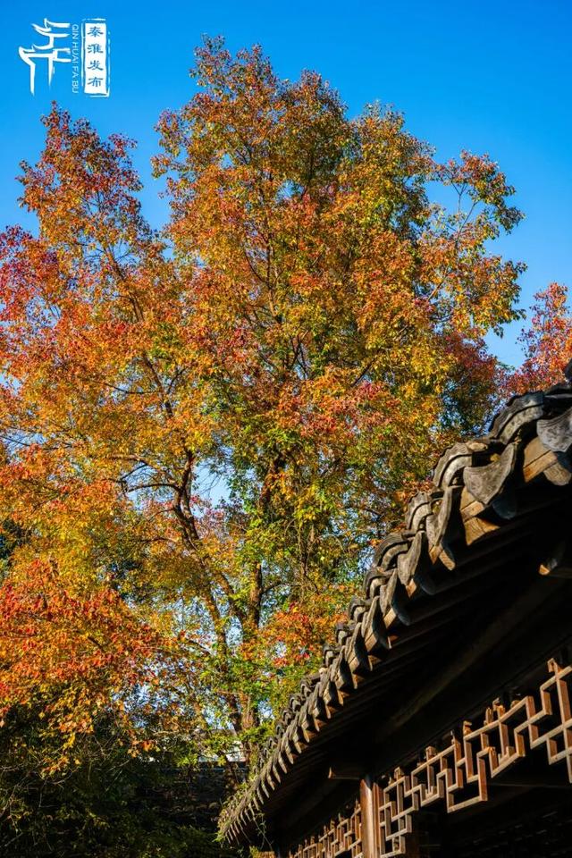 秦淮花事｜乌桕斑斓，半城秋色入画来