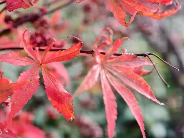 这含“金”量，不摆啦！贵阳的秋天，谁懂？