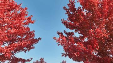 红了~红了，来宿城追“枫”！