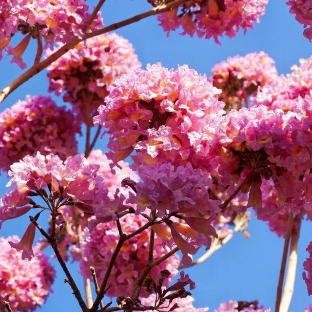 超出片！仙游这个公园，梦幻紫花风铃木盛放！