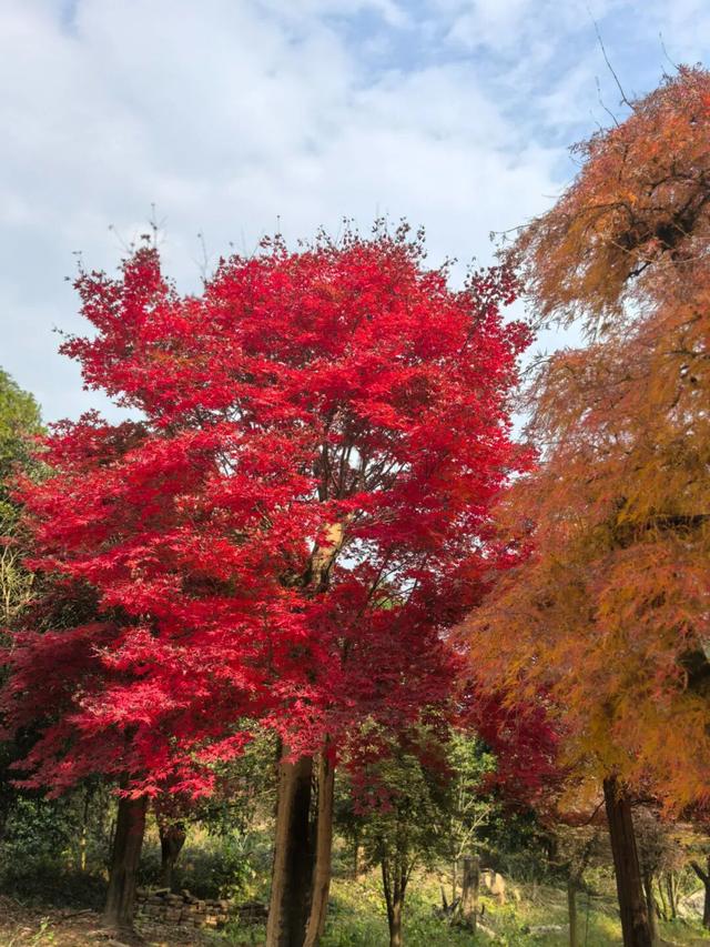 霜染丹枫！全州这个地方已进入观赏期~