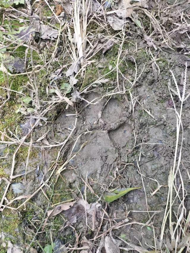 湖北鹤峰县再现疑似老虎踪迹