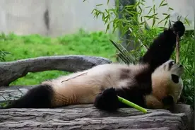 排面拉满！大熊猫“福宝”和公众见面图片