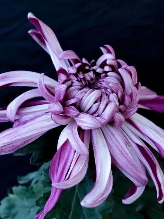 这场秋菊盛会，描绘着福建的千年风雅