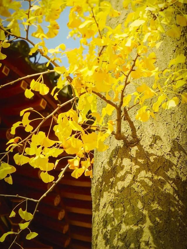 美绝！西安初冬的含金量还在上升！